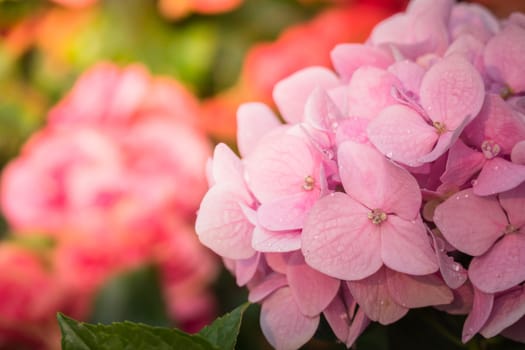 The background image of the colorful flowers, background nature