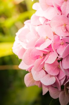 The background image of the colorful flowers, background nature