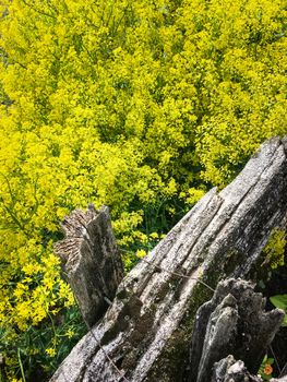 Blooming dill growing behind old rustic wooden fence. Rural summer garden.