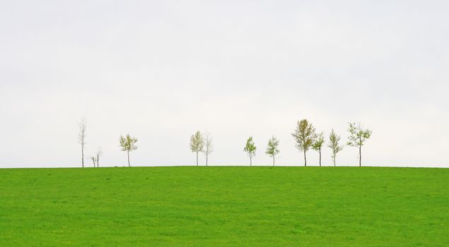 Trees on a vast green spring field, against cloudy sky.