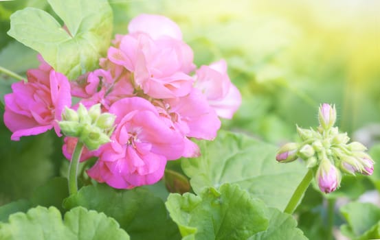 Geranium, Pelargonium Pink flowering plant Pelargonium zonale hybrid