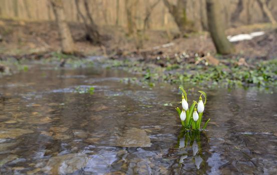 Snowdrops reflection in the spring water