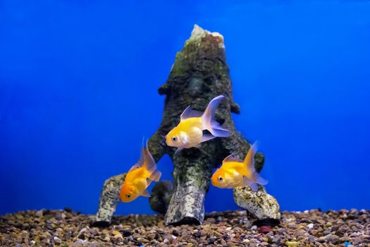 Three of yellow parrot cichlid fishes on blue background