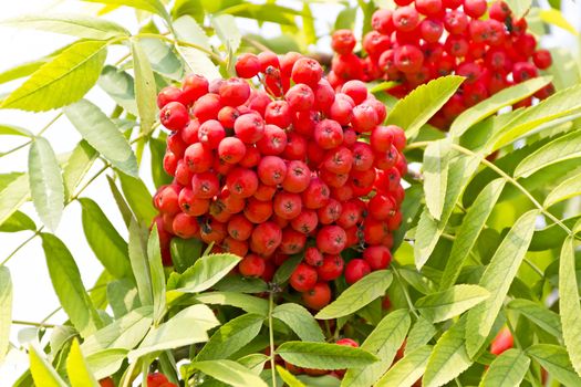 Red ripe rowanberry branch in sunny light