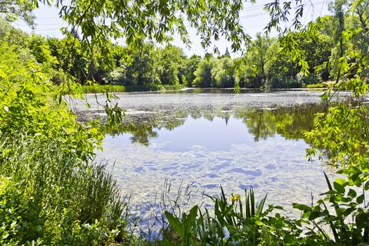 Summer landscape with lake, sun and green forest