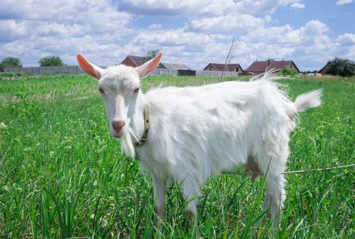 White adult goat grasses on green summer meadow field at village countryside