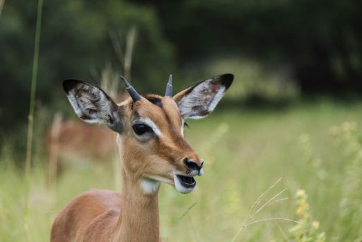 young baby impala in south africa kruger national park south africa seen during safari trip