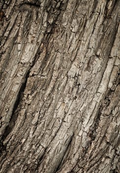 Closeup of old cracked wood for texture or background