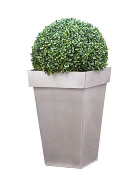 Decorative bush in a pot isolated over white