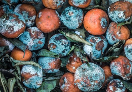 Abstract Background Food Waste Texture Of Rotting Oranges