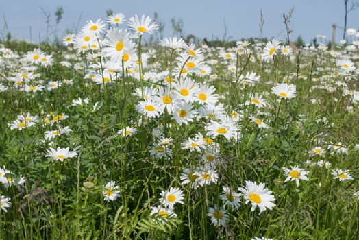 wild white daisy flowering when the spring season starts in the garden with blue sky
