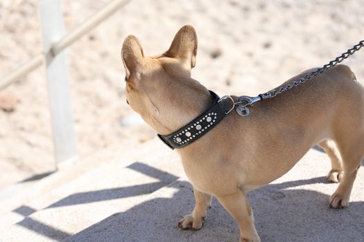 Close Up Shot of a Beautiful French Bulldog Dog on a Leash