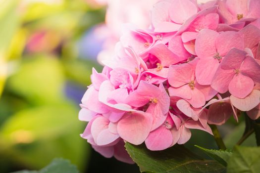 The background image of the colorful flowers, background nature