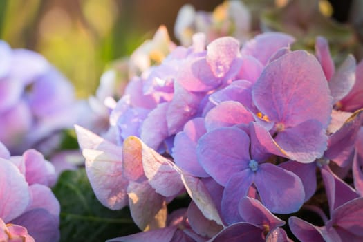 The background image of the colorful flowers, background nature