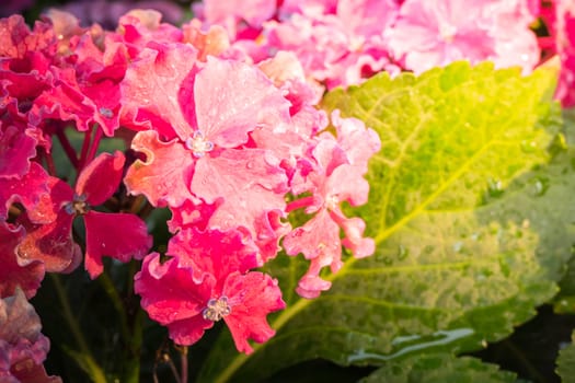 The background image of the colorful flowers, background nature