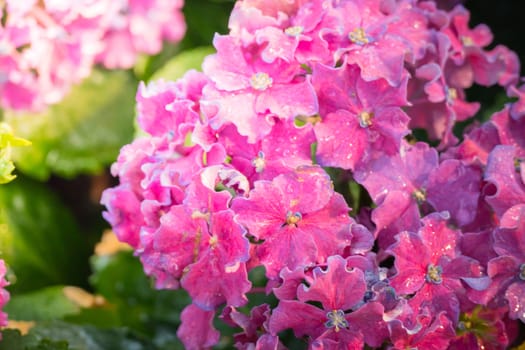 The background image of the colorful flowers, background nature