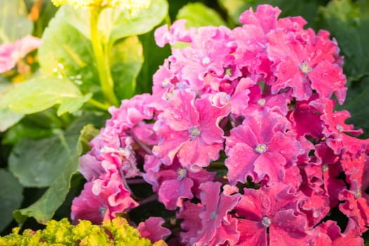 The background image of the colorful flowers, background nature