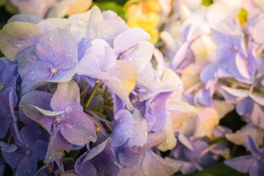 The background image of the colorful flowers, background nature