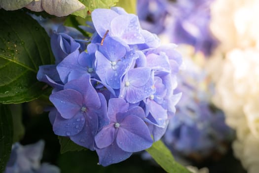 The background image of the colorful flowers, background nature