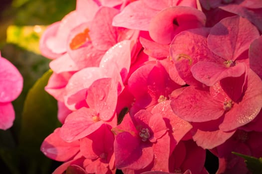 The background image of the colorful flowers, background nature