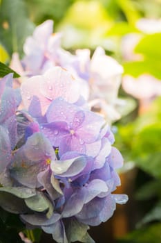 The background image of the colorful flowers, background nature