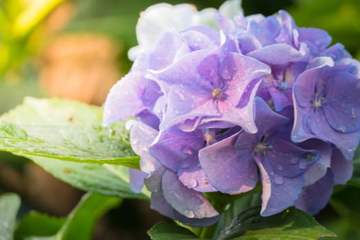 The background image of the colorful flowers, background nature