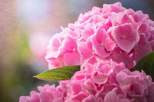 The background image of the colorful flowers, background nature