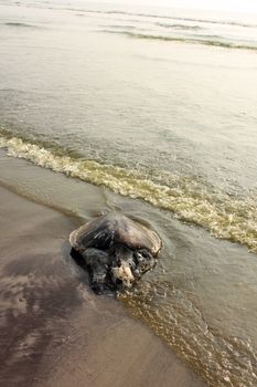 A turtle dead on a beach washed on the shores by water polluted by humans