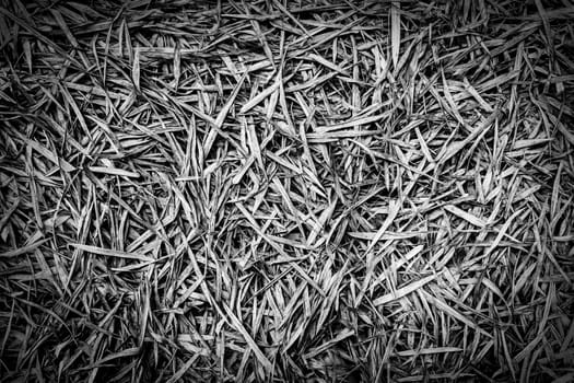 Close up of dry bamboo leaves on the ground, use as backfround.