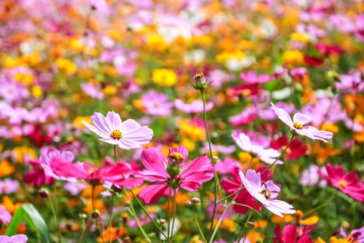 Colorful cosmos flower blooming in the field, Soft focus.