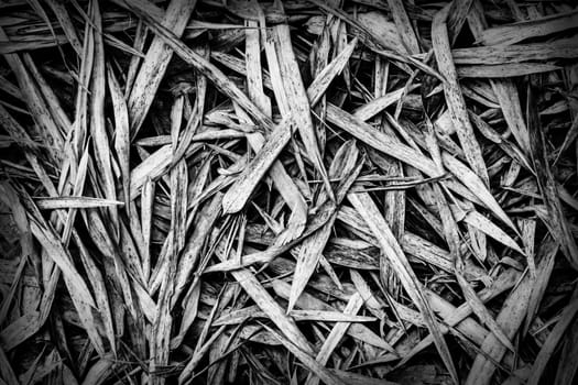 Close up of dry bamboo leaves on the ground, use as backfround.