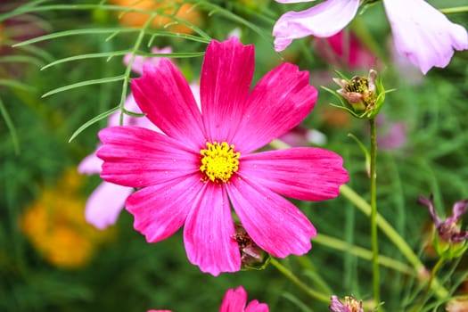 Colorful cosmos flower blooming in the field, Soft focus.