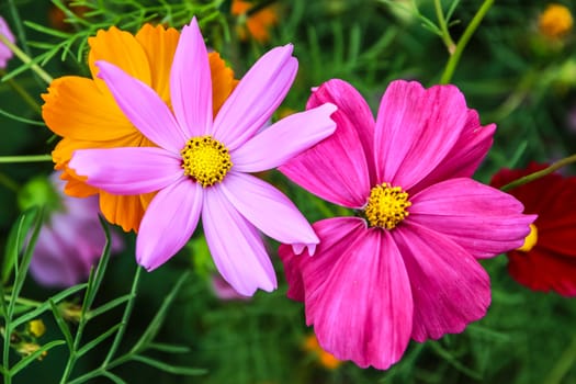 Colorful cosmos flower blooming in the field, Soft focus.