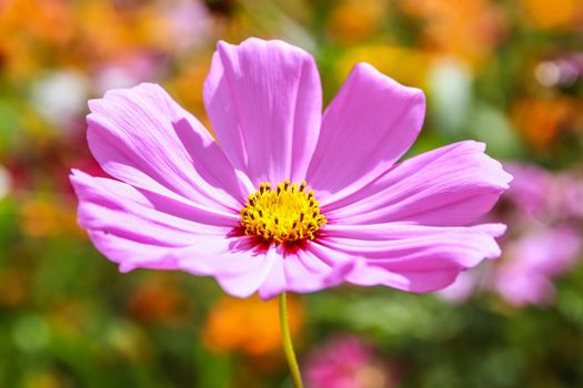 Colorful cosmos flower blooming in the field, Soft focus.