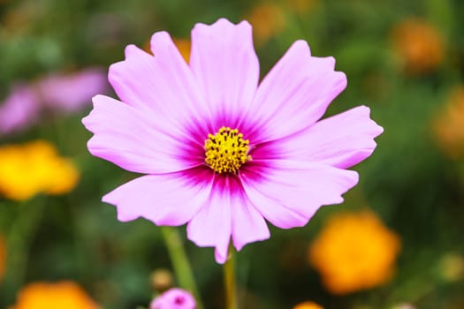 Colorful cosmos flower blooming in the field, Soft focus.