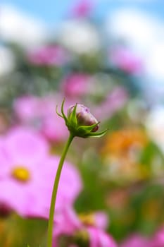 Colorful cosmos flower blooming in the field, Soft focus.