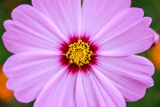 Colorful cosmos flower blooming in the field, Soft focus.