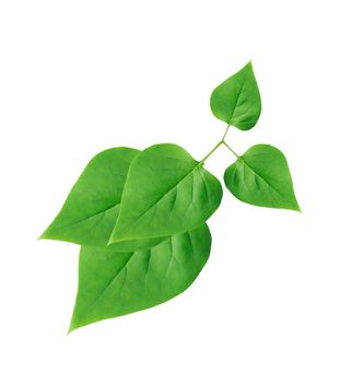 Ecology concept. Freshness green leaves on white background