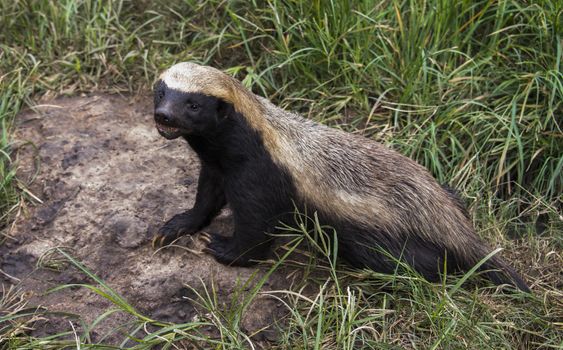 african honey badger or Mellivora capensis in Moholoholo Animal Rehabilitation Centre