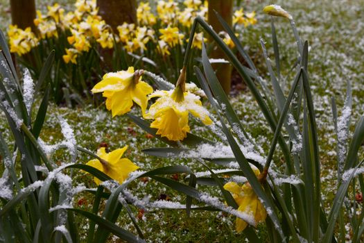 Daffodils bend under the weight of snow as winter turns to spring in England
