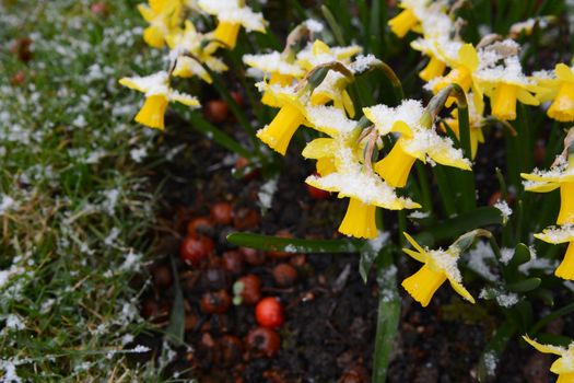 Small tete-a-tete daffodils, covered in a dusting of snowflakes in early spring