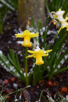 Two yellow spring daffodils dusted with light snow in a flower bed