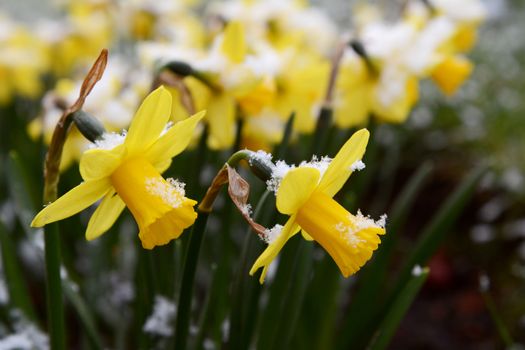 Light springtime snow on yellow daffodils, in selective focus