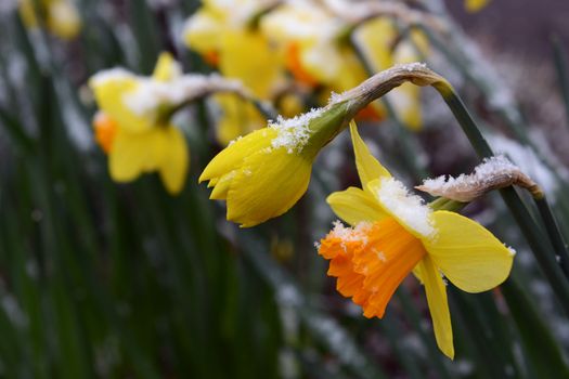 Spring daffodils opening, with a sprinkling of late snow on their petals