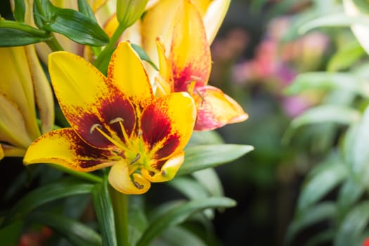 The background image of the colorful flowers, background nature