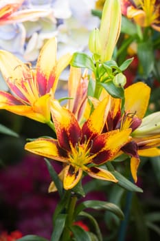 The background image of the colorful flowers, background nature