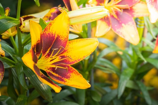 The background image of the colorful flowers, background nature