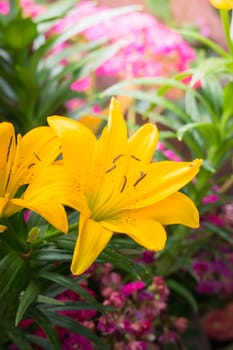 The background image of the colorful flowers, background nature