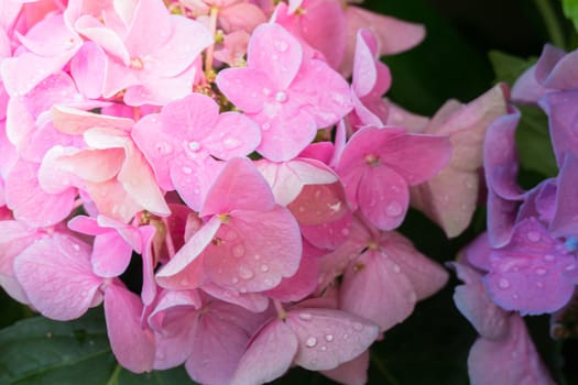 The background image of the colorful flowers, background nature