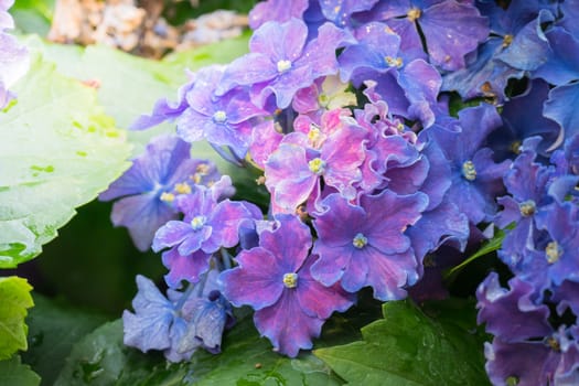 The background image of the colorful flowers, background nature